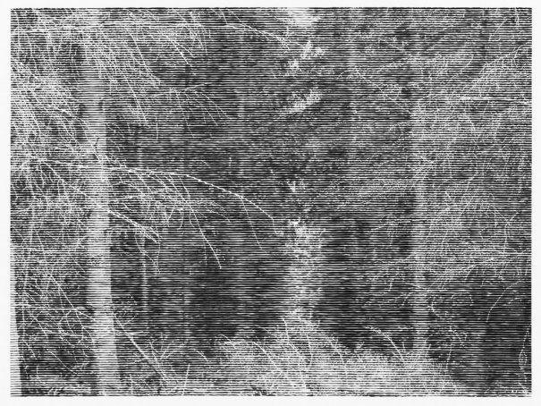 "Wald bei Colditz 6", 2014 / ￼Courtesy Christiane Baumgartner and Alan Cristea Gallery, London Christiane Baumgartner © VG Bild‐Kunst Bonn e.V. 2015